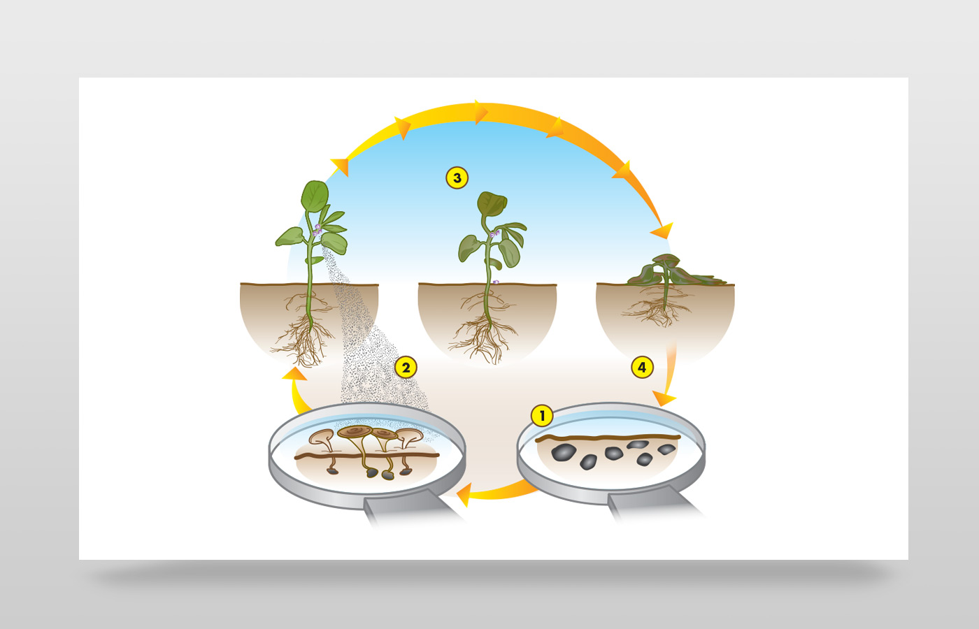 Plan Schematic Illustration